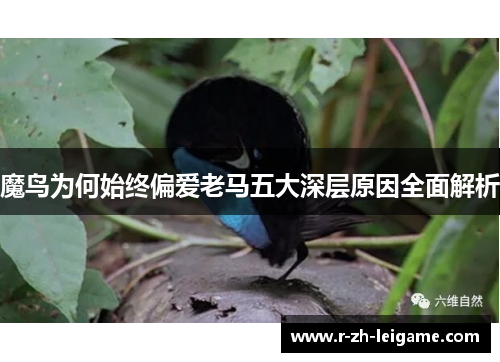 魔鸟为何始终偏爱老马五大深层原因全面解析 魔鸟为何始终偏爱老马五大深层原因全面解析